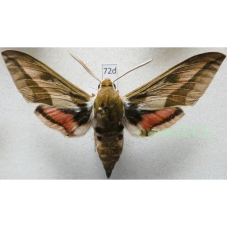 Hyles euphorbiae (Linnaeus, 1758) Czech 62mm72d